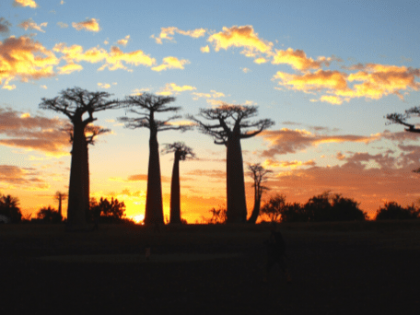 Der Baobab