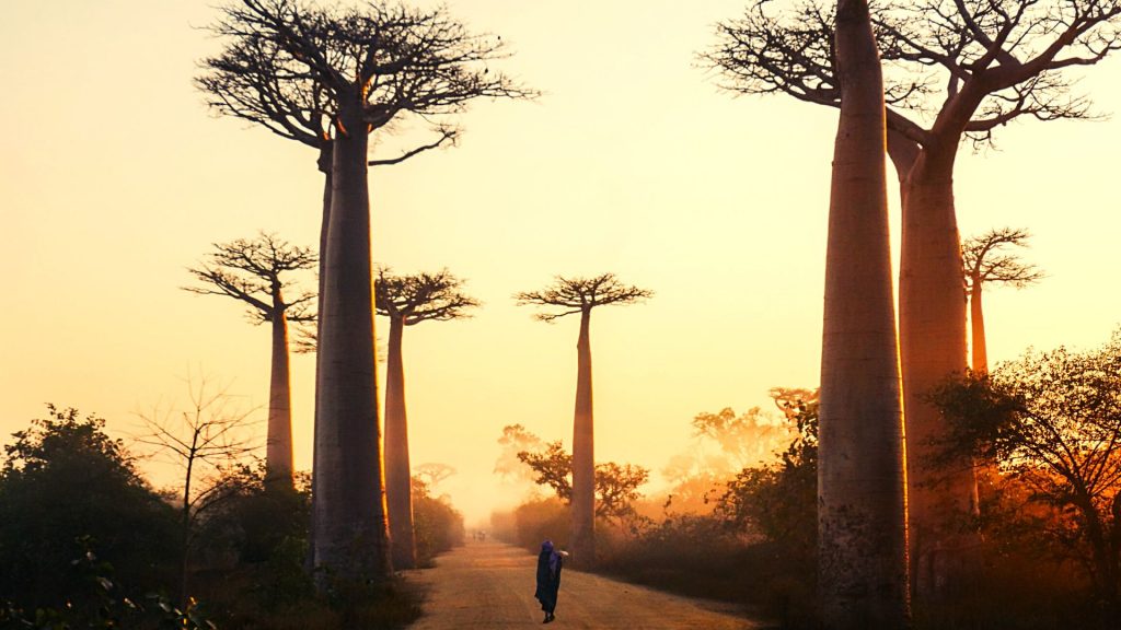 Baobab Tree