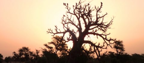 baobabsterben